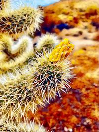 Close-up of cactus plant