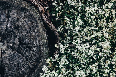 Close-up of tree trunk