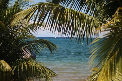 Palm tree by sea against sky