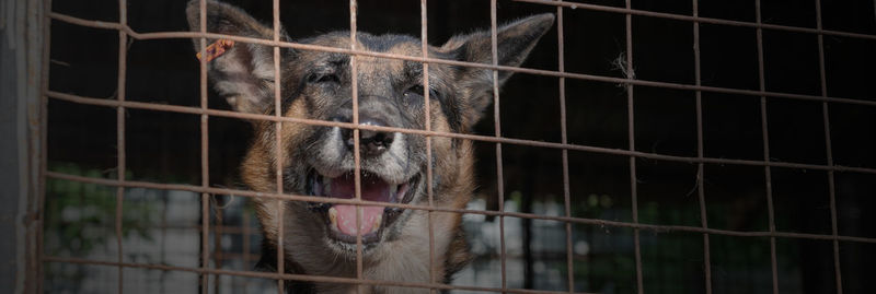 Dog in animal shelter waiting for adoption. dog behind the fences. dog in animal shelter cage.