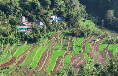 High angle view of agricultural field