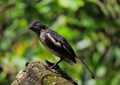 Close-up of bird perching on a tree