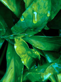 Close-up of water drops on leaf