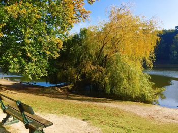 Trees growing in park