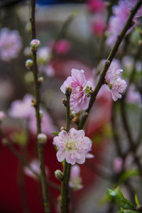 Close-up of pink cherry blossoms in spring