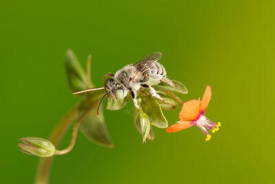 Close-up of insect on flower