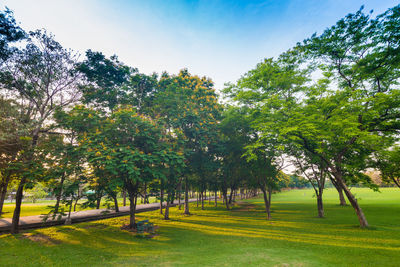 Trees on field against sky