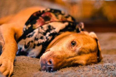 Close-up of dog lying down