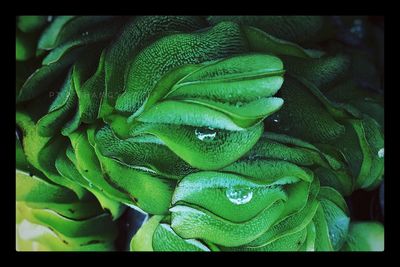 Close-up of green leaf