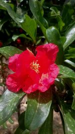 Close-up of wet red flower blooming outdoors