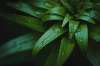 Close-up of plant