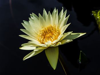 White water lily blooming outdoors