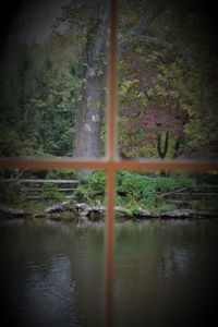 Scenic view of lake in forest