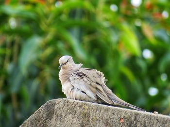 Close-up of bird perching on wood