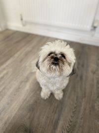 Portrait of dog on floor at home