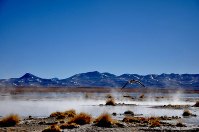 Bird flying over hot spring against clear sky at altiplano