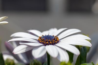 Close-up of white flower