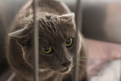 Close-up portrait of a cat