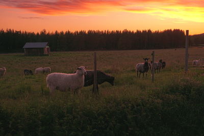 Horses in a field