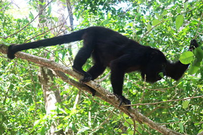 Low angle view of monkey on tree in forest