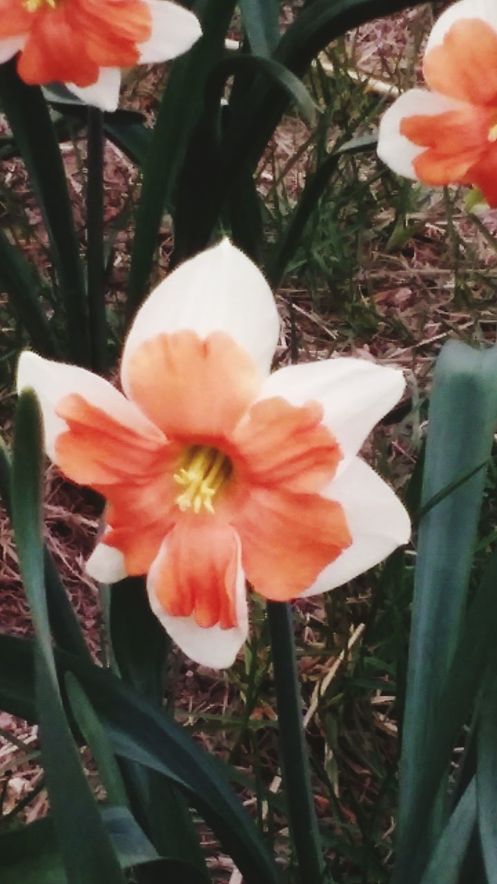 flower, petal, freshness, flower head, fragility, growth, beauty in nature, plant, blooming, nature, close-up, leaf, in bloom, tulip, stem, day, stamen, blossom, focus on foreground, no people