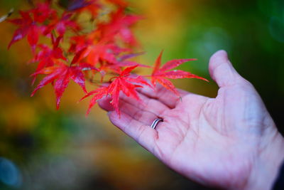 Cropped hands of woman touching red plant