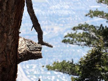 Close-up of bird on tree trunk against sky