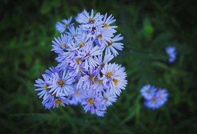 Close-up of purple flowering plant