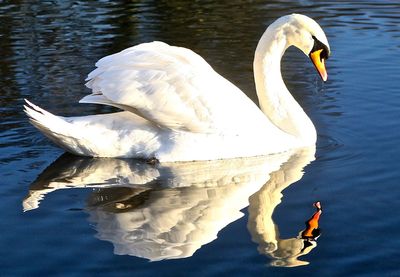 Swan floating on water