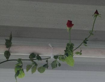 Close-up of flowers against the wall