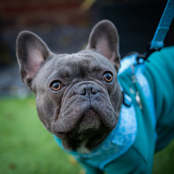 Portrait of french bull dog in the garden