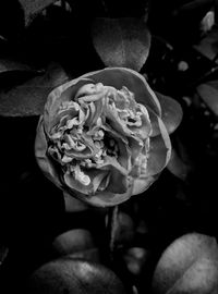 Close-up of rose blooming outdoors