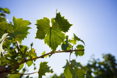 Low angle view of plants against clear sky