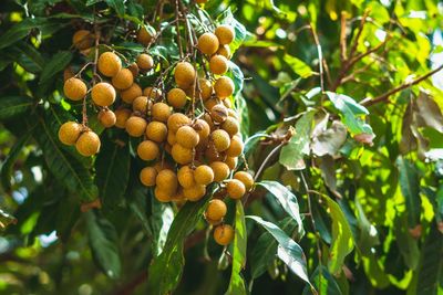 Low angle view of fruits on tree