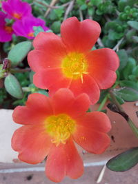 Close-up of flower blooming outdoors