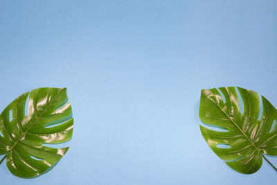 Close-up of plant against white background