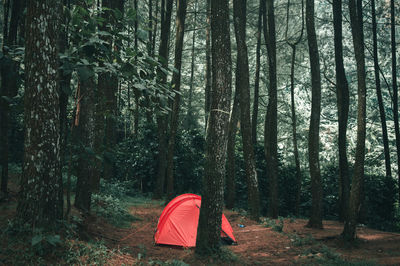 Red tent on field in forest
