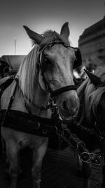 Portrait of a horse pulling a coach in berlin at the brandenburger tor