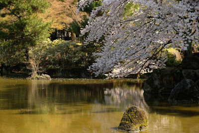 Scenic view of lake by trees