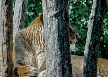 Close-up of giraffe on tree trunk