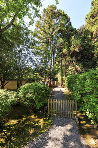 Footpath amidst trees in park