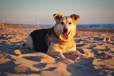 Portrait of dog on beach