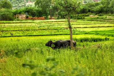 Sheep on grassy field