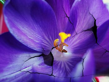 Close-up of flowers against blue sky