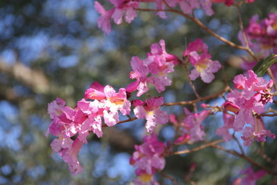 Close-up of pink cherry blossoms in spring