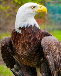 Close-up of eagle looking away