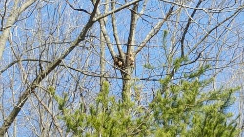 Low angle view of bird perching on bare tree against blue sky