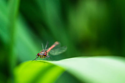 Close-up of insect on leaf