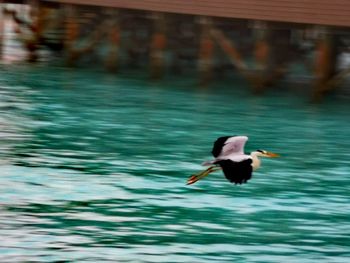 Bird flying over lake