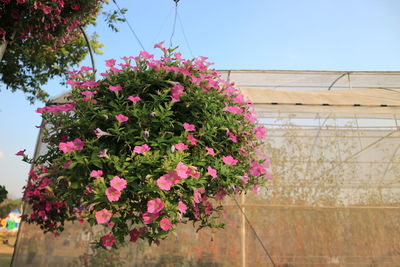 Low angle view of pink flowering plant against building